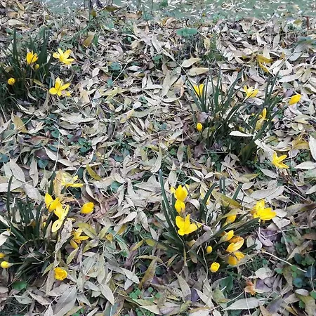 度假居 Moulin De Rimer Auvers-le-Hamon