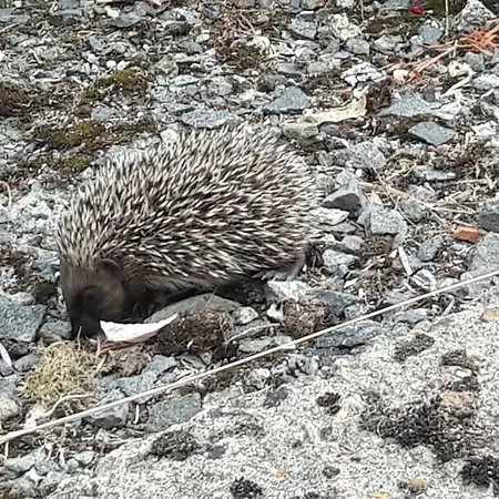 Moulin De Rimer * Auvers-le-Hamon