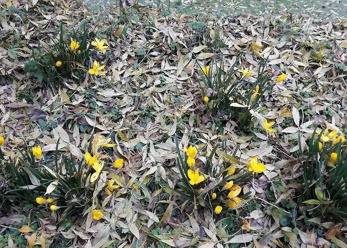 Semesterbostad Moulin De Rimer Auvers-le-Hamon