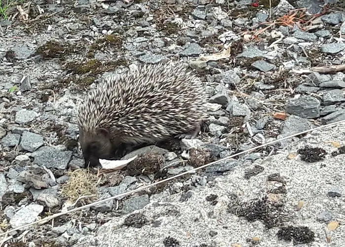Moulin De Rimer * Auvers-le-Hamon